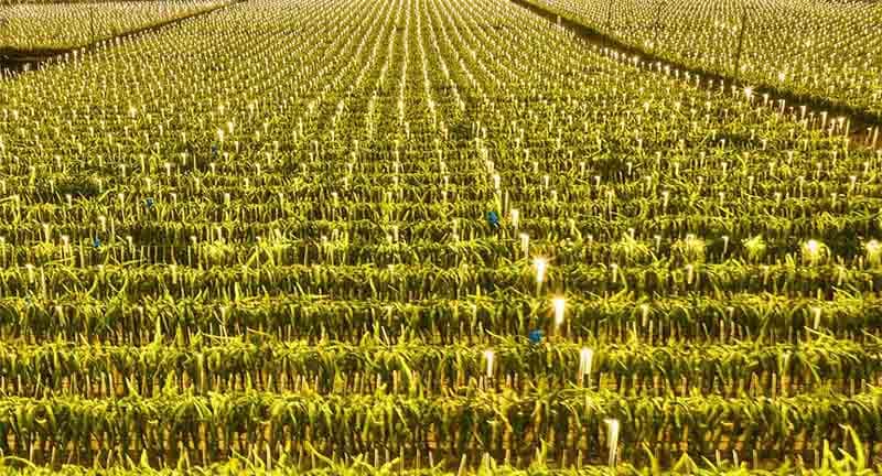 images/1716276287600dragon fruits.jpg